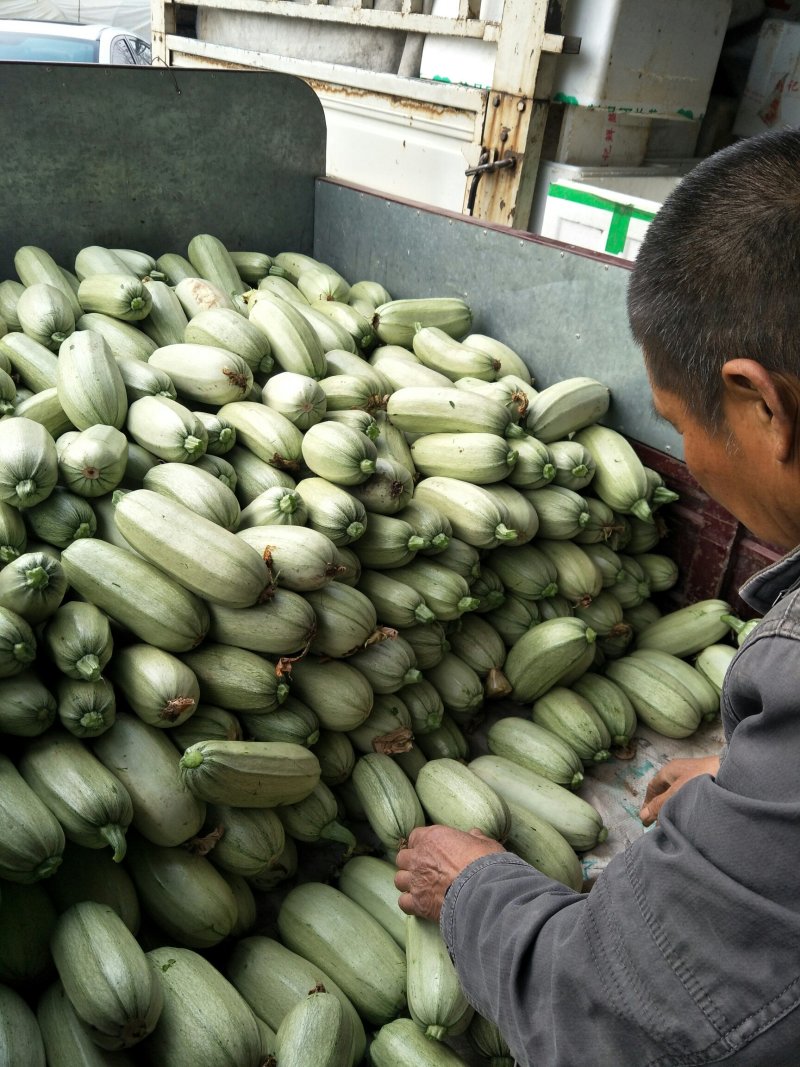 精选陕西西安阎良区西葫芦新鲜上市货源充足欢迎咨询