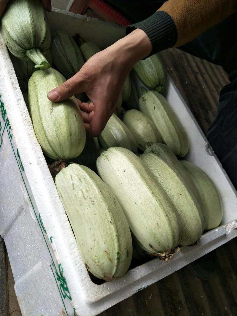 精选陕西西安阎良区西葫芦新鲜上市货源充足欢迎咨询