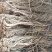 羌活