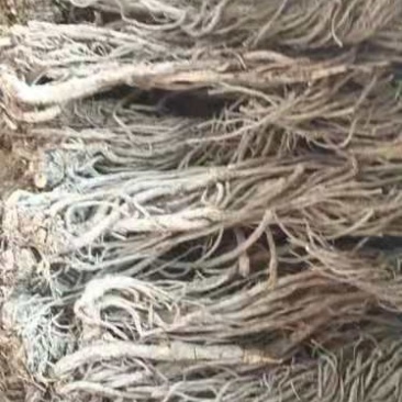 羌活