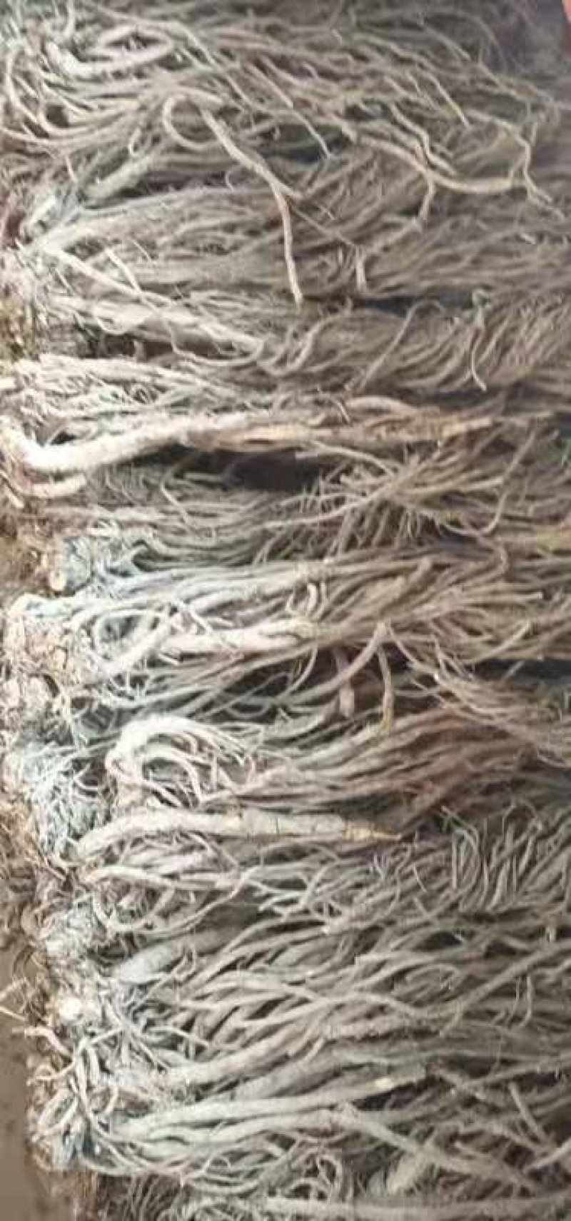羌活