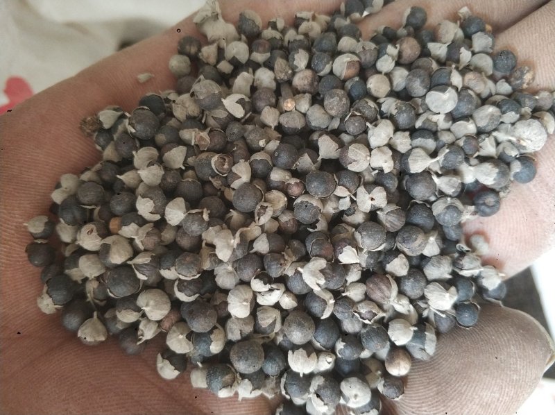 中药蔓荆子稀缺品种，质量****欢迎下单