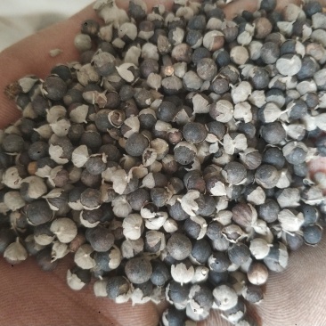 中药蔓荆子稀缺品种，质量****欢迎下单