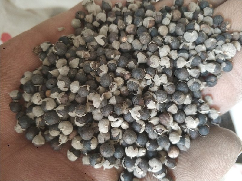 中药蔓荆子稀缺品种，质量****欢迎下单