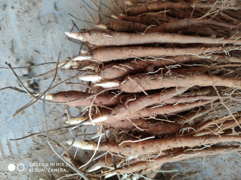 赤芍苗，芍药苗，基地直销，一手货源，品质有保证，量大从优