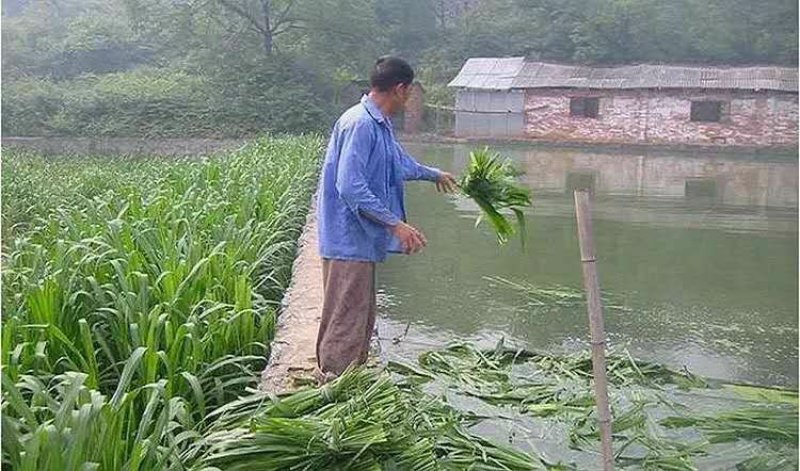 甜象草种子适口性好6-8斤/亩高产可货到付款