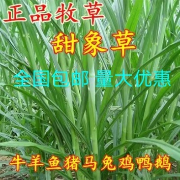 甜象草种子适口性好6-8斤/亩高产可货到付款
