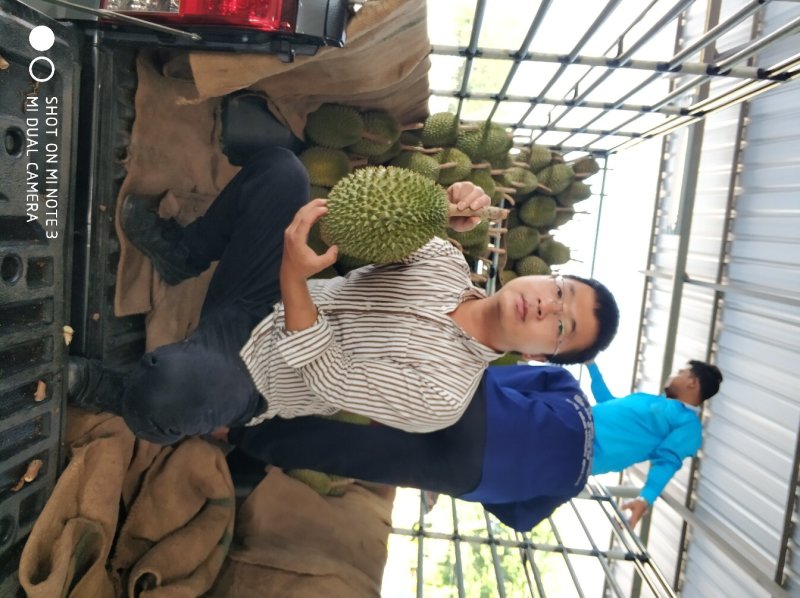 巴掌榴莲泰国直采发全国各地金枕拖曼尼正宗泰国货