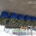 巴掌榴莲泰国直采发全国各地金枕拖曼尼正宗泰国货
