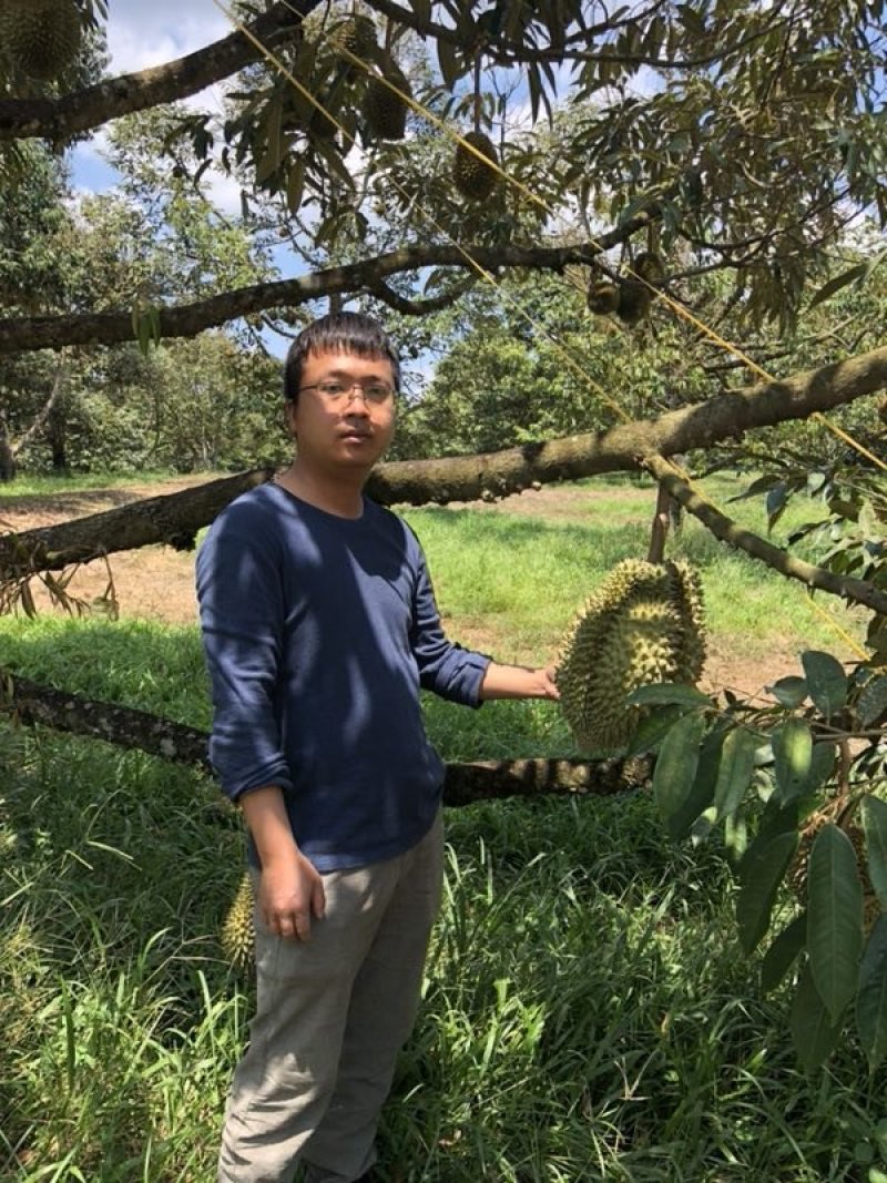 拖曼尼榴莲泰国直采发全国口感香甜糯线下线上都可发货