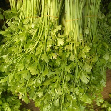 香芹