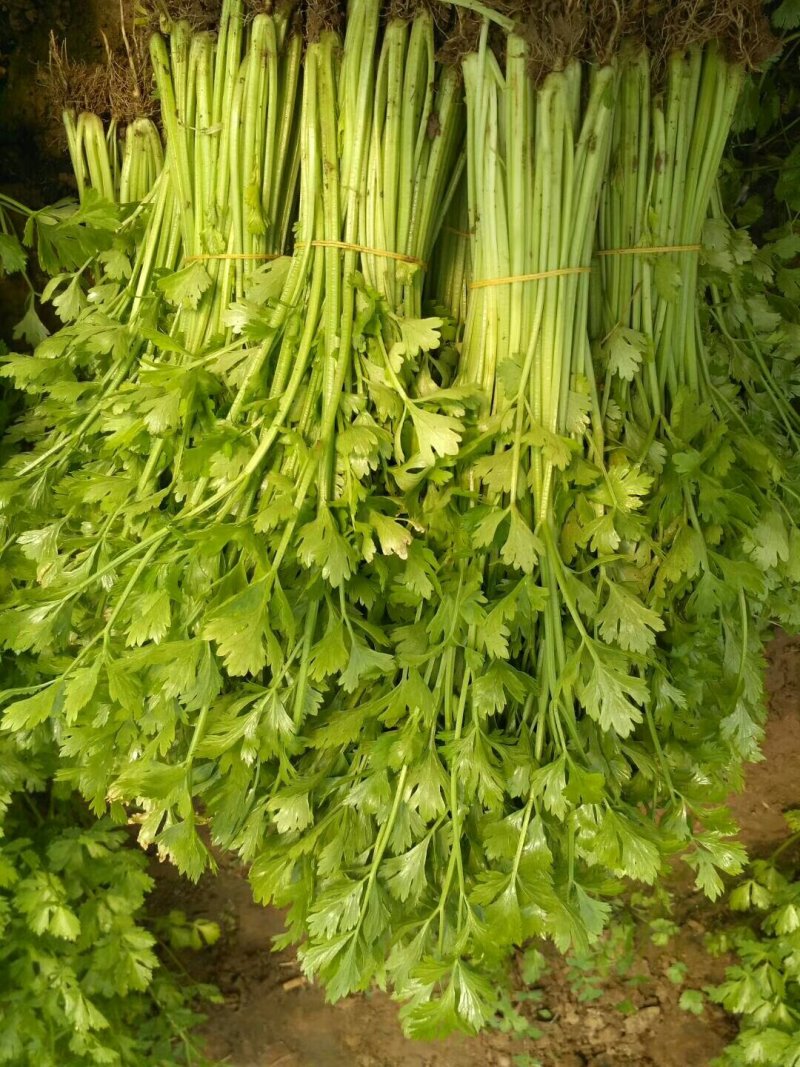 香芹