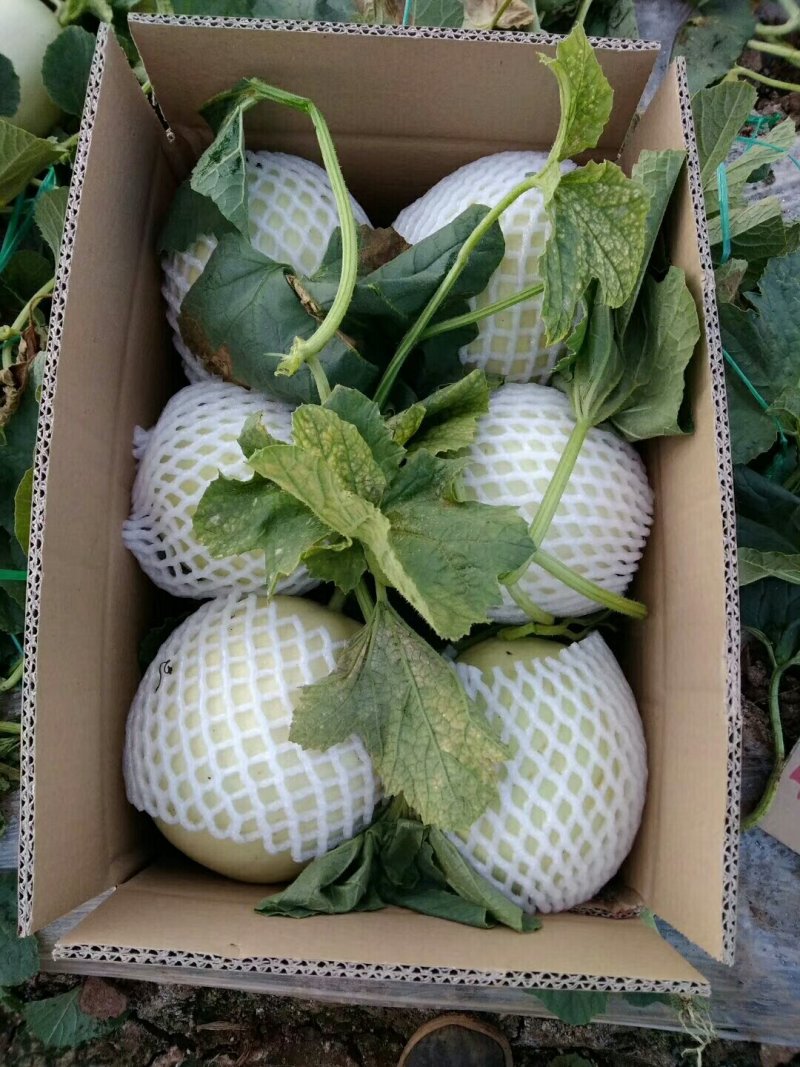 白香瓜