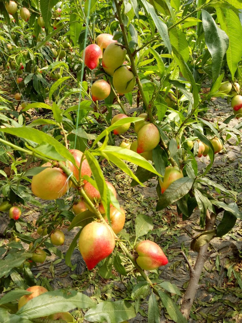 大棚油桃