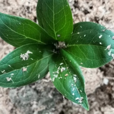重楼苗/产地直销/货源充足/大量出售需要的联系我！