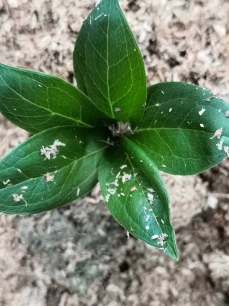 重楼苗/产地直销/货源充足/大量出售需要的联系我！