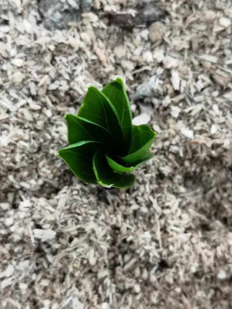 重楼苗/产地直销/货源充足/大量出售需要的联系我！