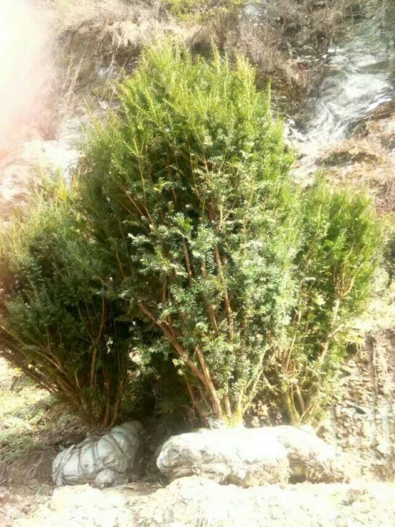 精品曼地亚红豆杉原始株挂果(母本树)，基地发货包成活