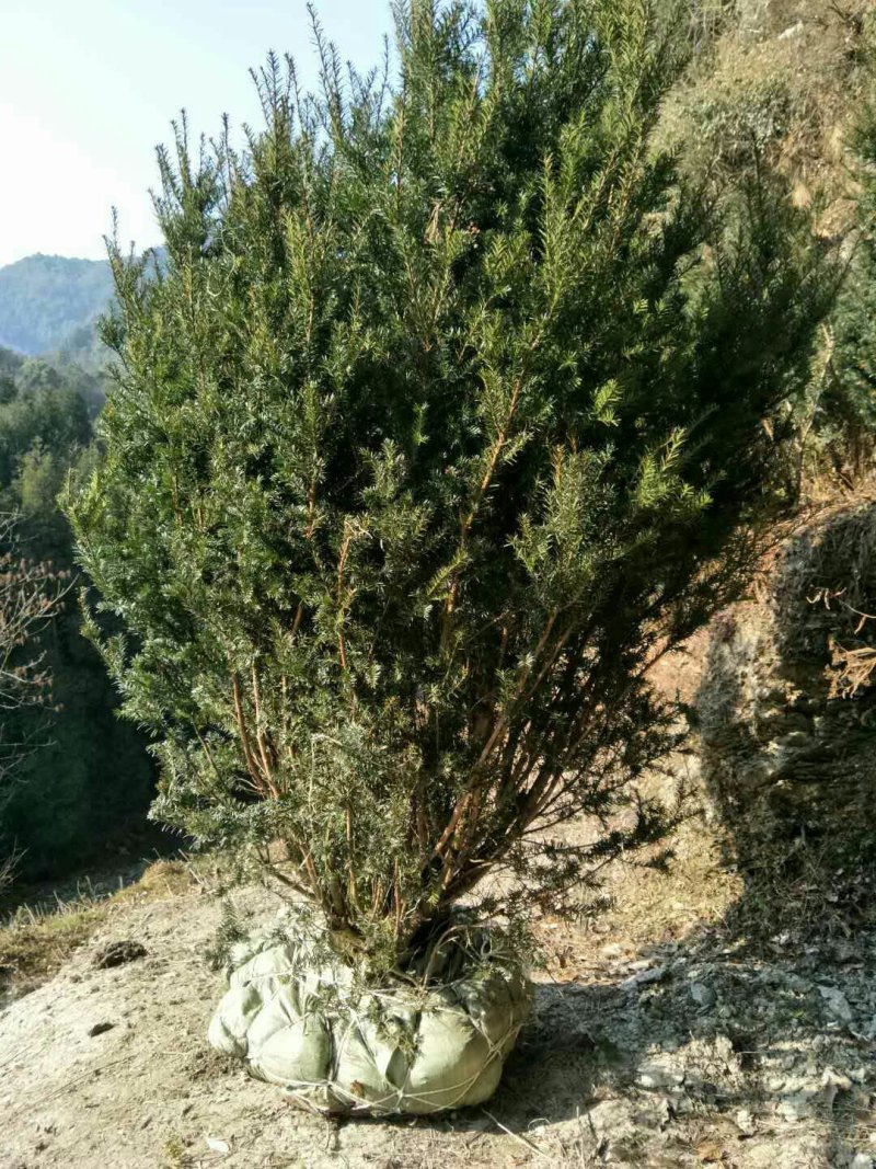 精品曼地亚红豆杉原始株挂果(母本树)，基地发货包成活