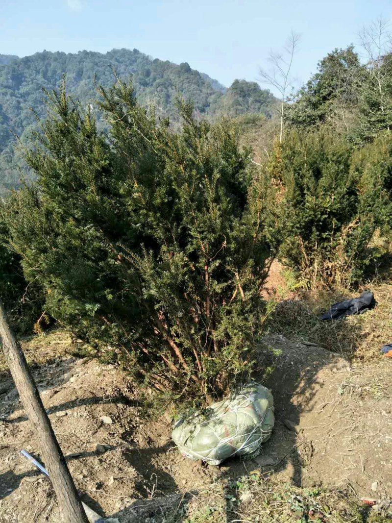 精品曼地亚红豆杉原始株挂果(母本树)，基地发货包成活