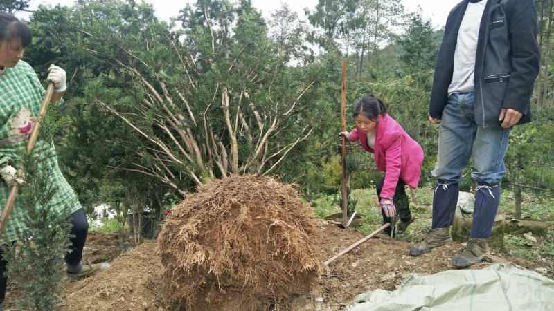精品曼地亚红豆杉原始株挂果(母本树)，基地发货包成活