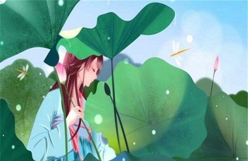 长白山蒲公英叶清热去火保健茶