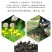 长白山蒲公英叶清热去火保健茶