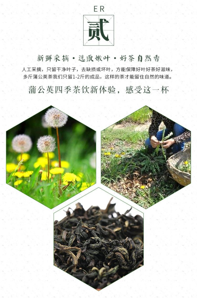 长白山蒲公英叶清热去火保健茶