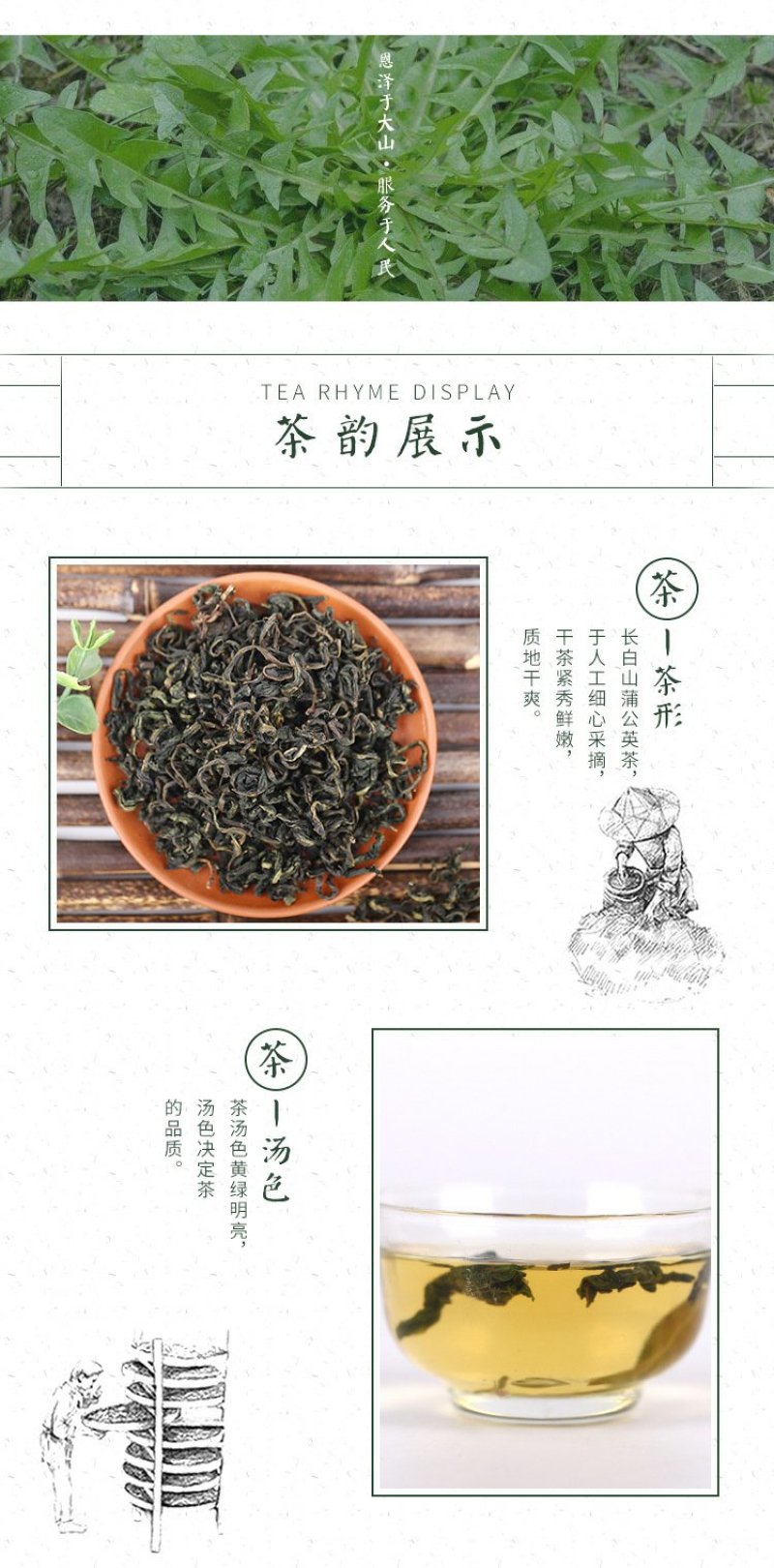 长白山蒲公英叶清热去火保健茶