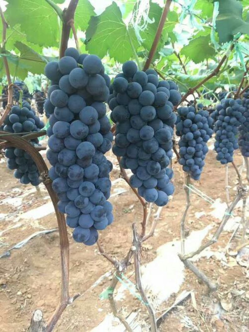 夏黑葡萄苗品种保证基地签约发苗包成活包结果，全国包邮