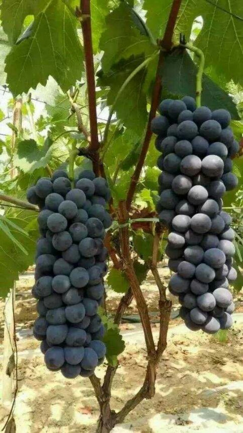 夏黑葡萄苗品种保证基地签约发苗包成活包结果，全国包邮