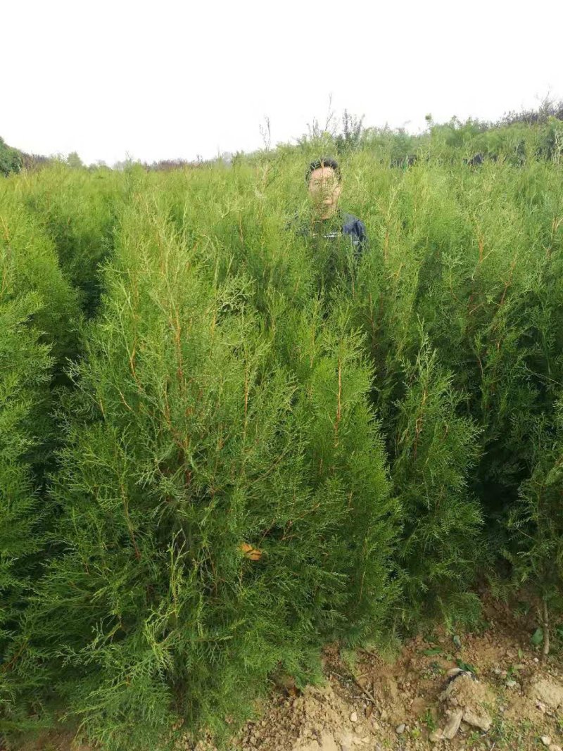 侧柏