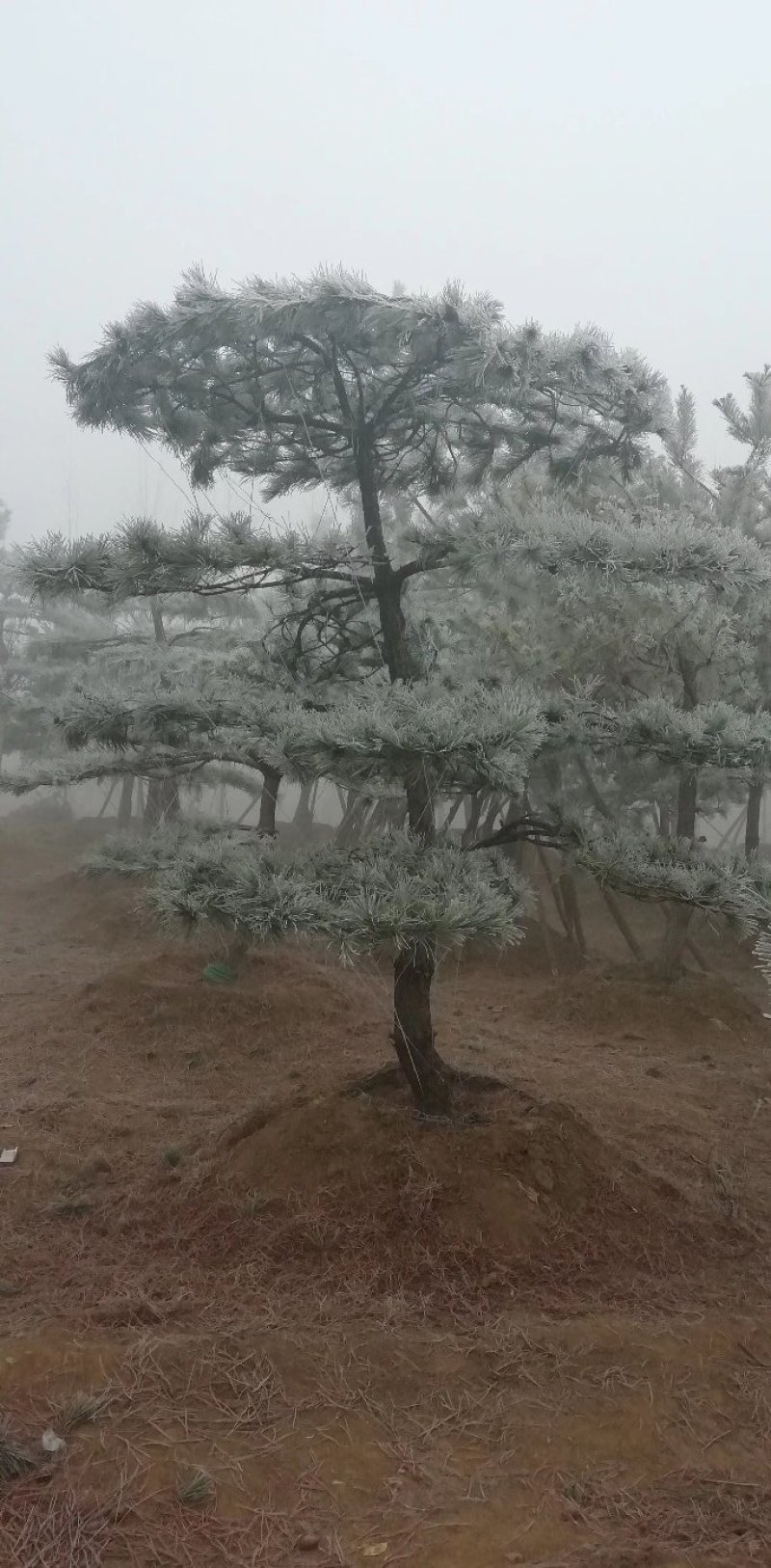 油松精品，造型松，，，，，