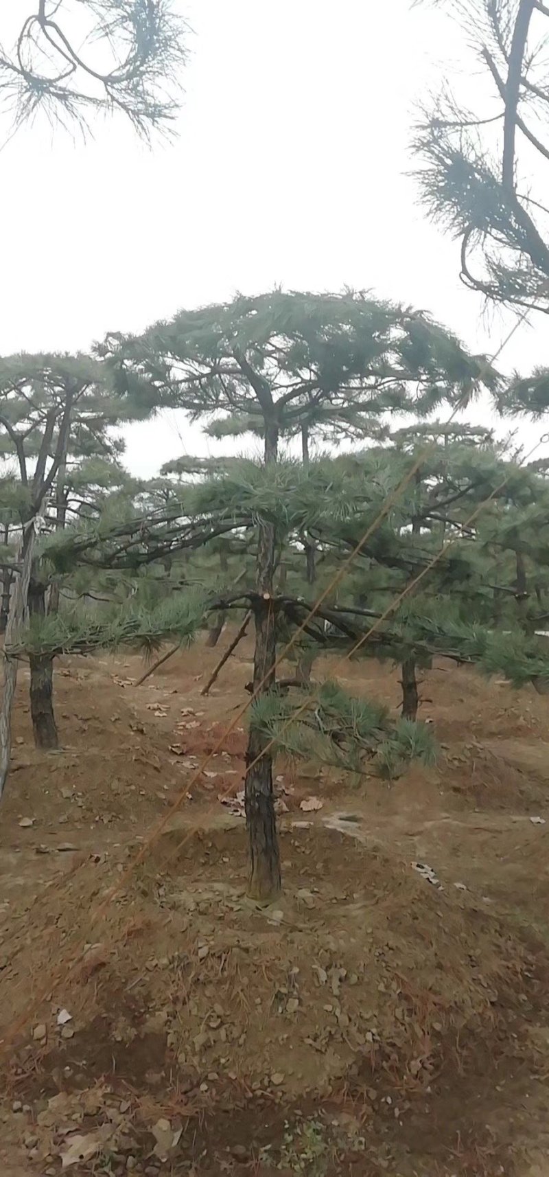 油松精品，造型松，，，，，