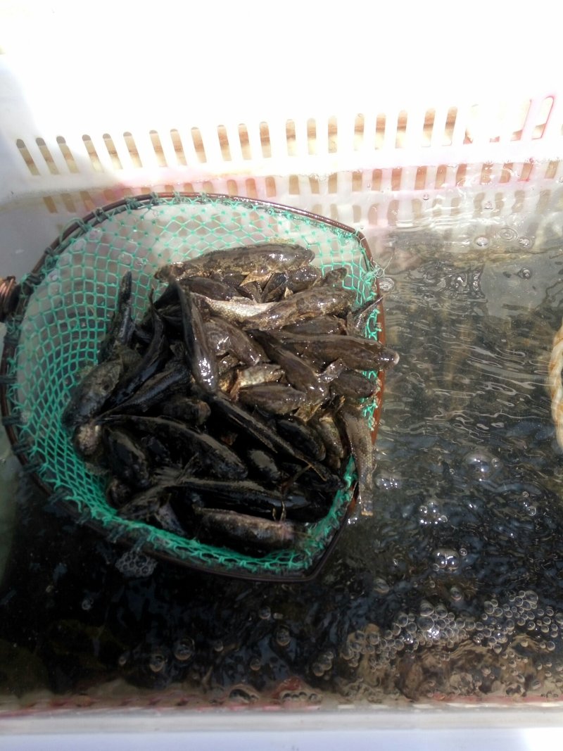 沙塘鳢鱼苗供应