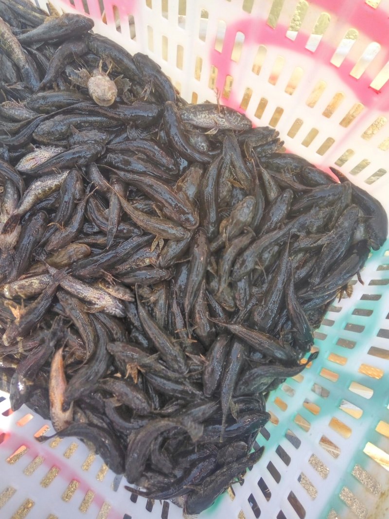 沙塘鳢鱼苗供应