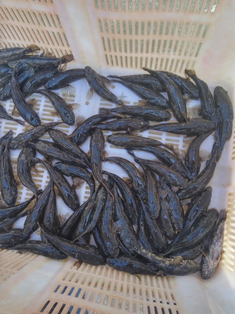沙塘鳢鱼苗供应