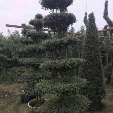 艺菊