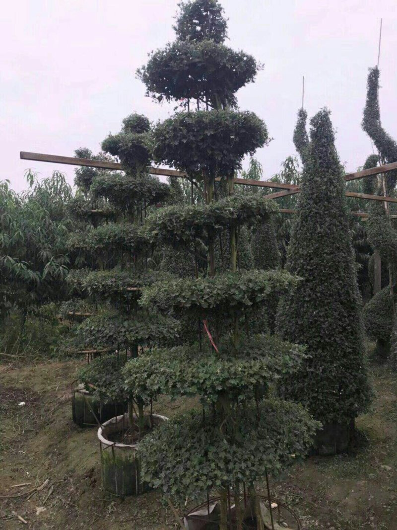 艺菊