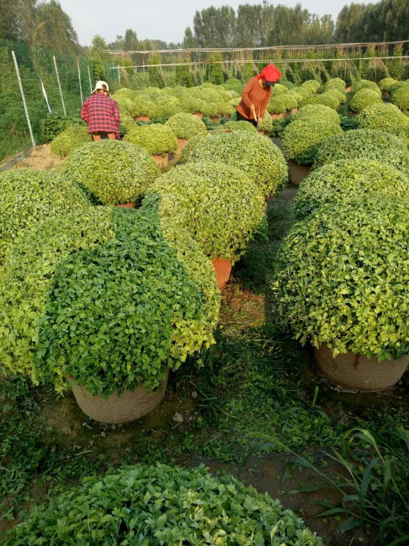 艺菊