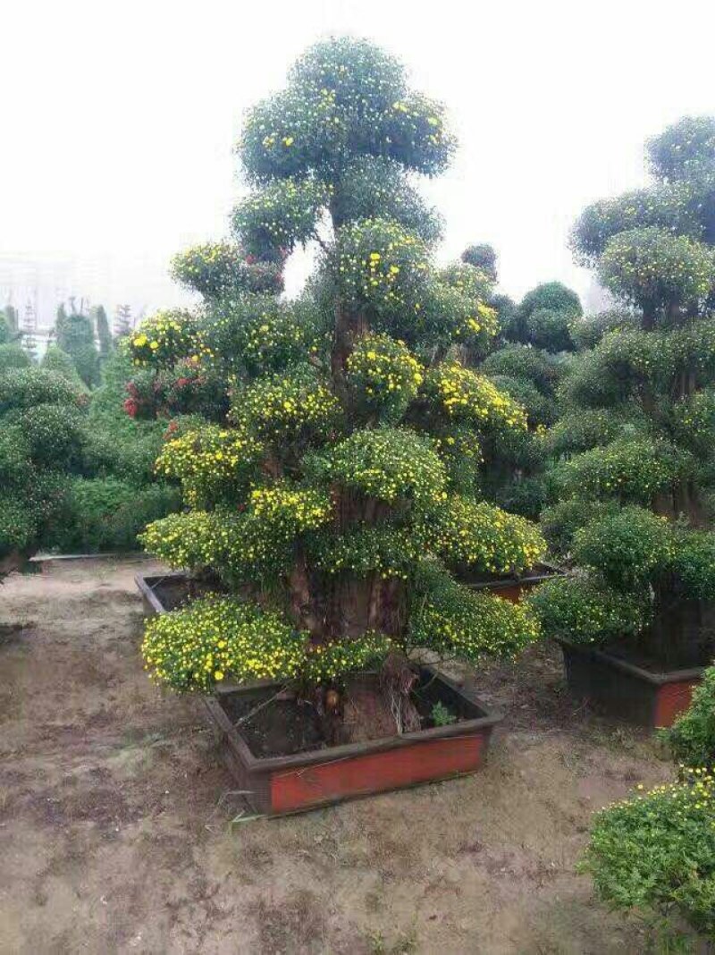 艺菊