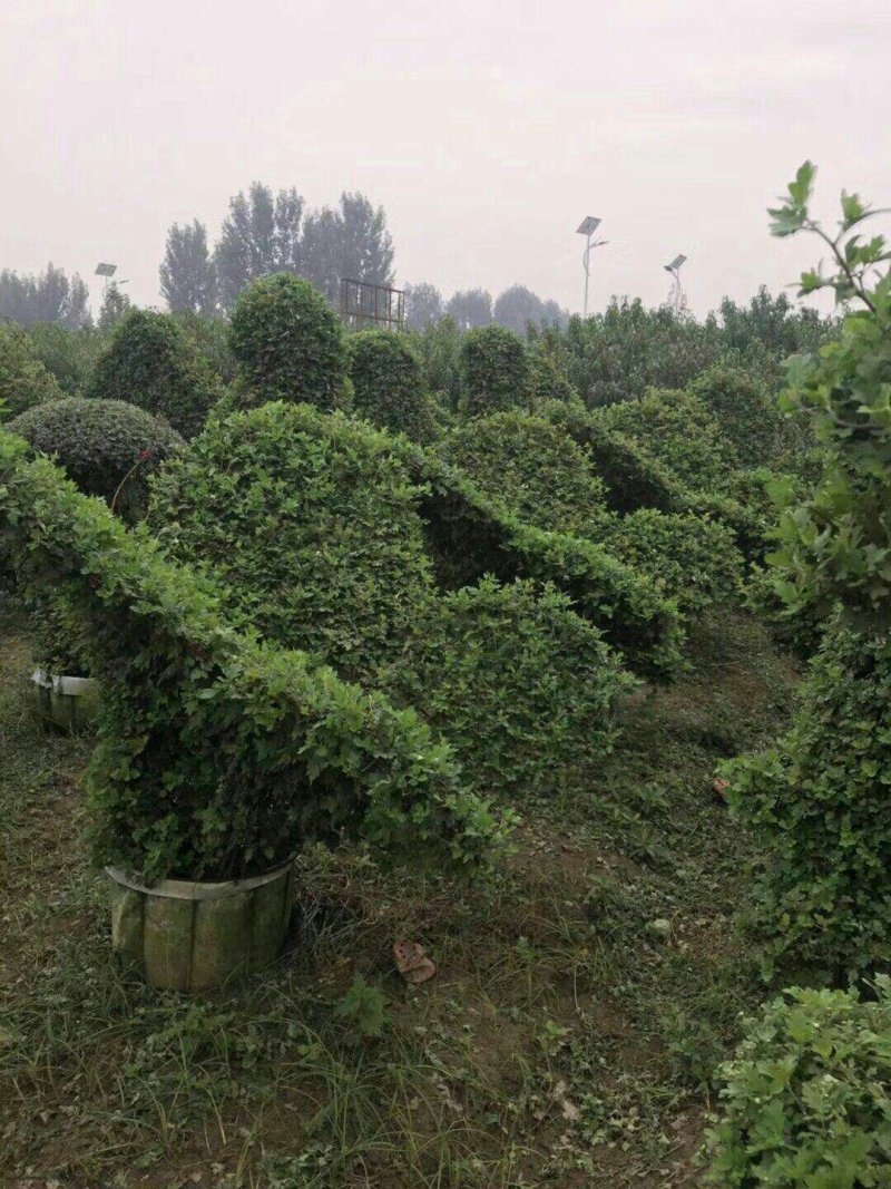 艺菊