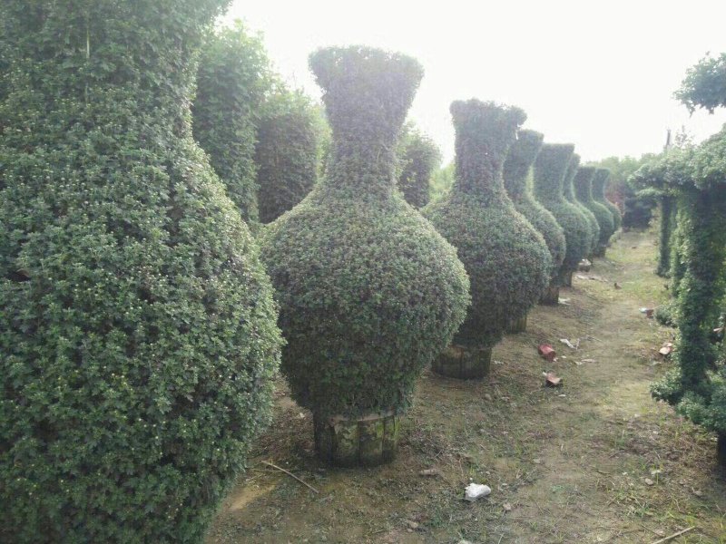 艺菊