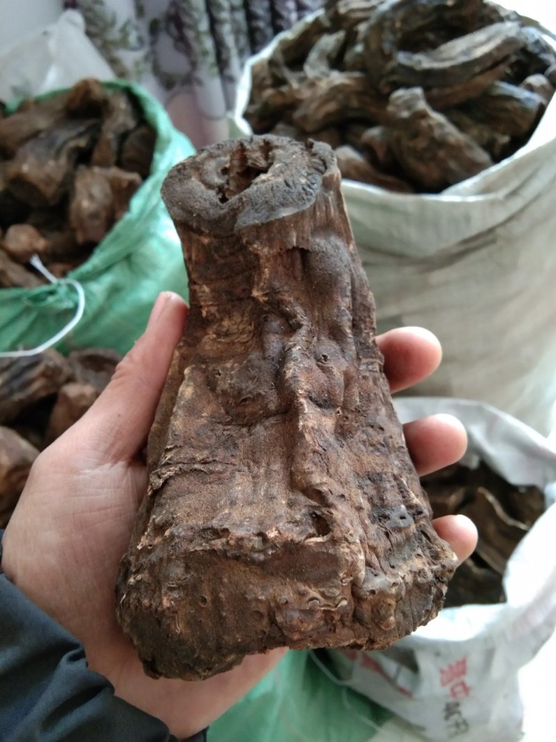 甘肃大黄批发精选新货自然晒干高含量大黄个