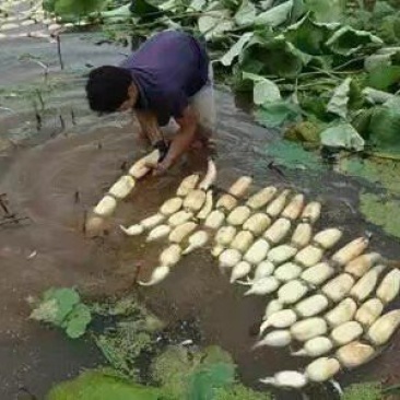 赛珍珠莲藕。。。。。。。。