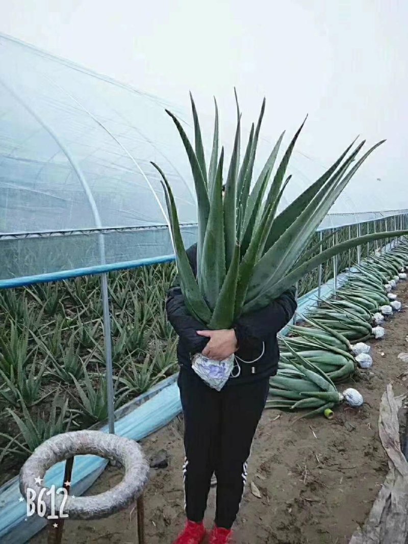 栽苗季，预定过芦荟苗的客户抓紧时间抢苗了