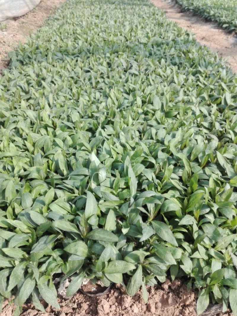 精品宿根福禄考（多年生直立型花卉）基地直销可视频看货