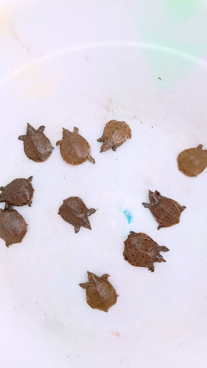 专业出售。水产鱼苗。