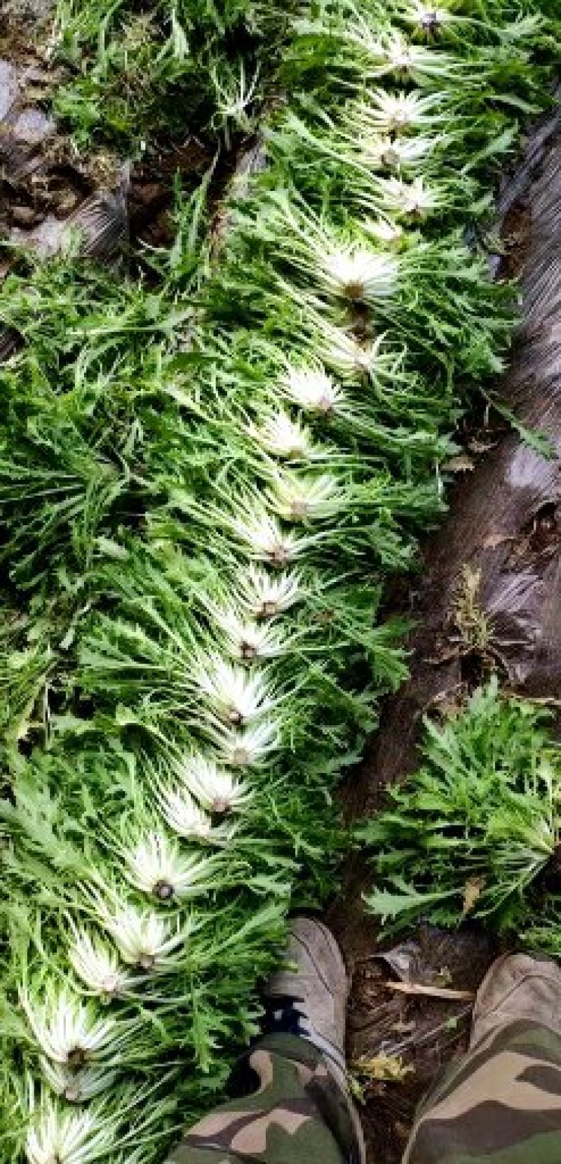 精品苦菊批发苦菊大量上市高端品质货量巨大日供万斤以上