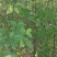 朴树小苗1234-10公分，欢迎大家光临